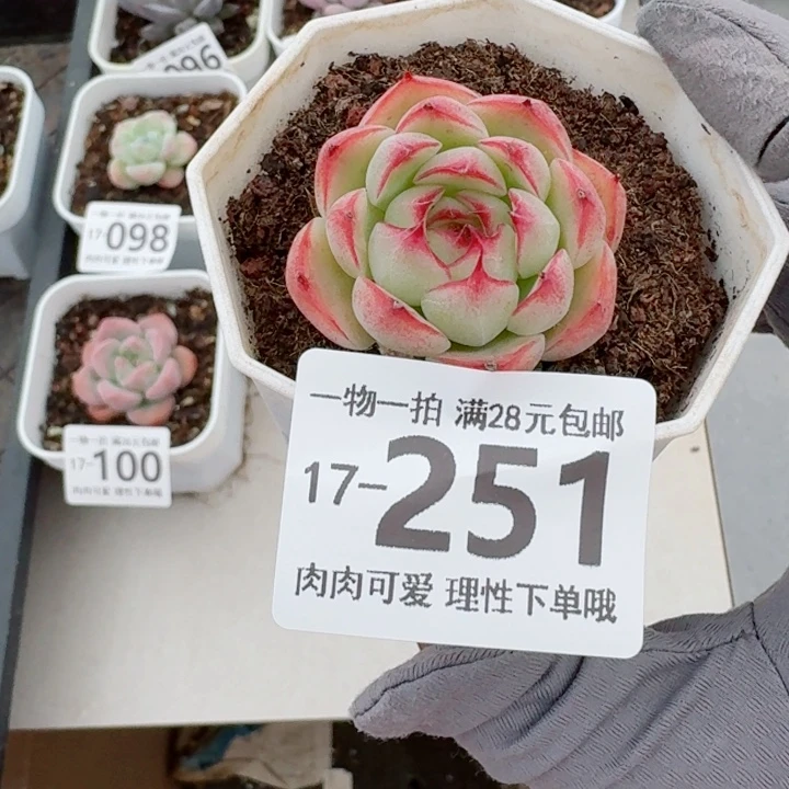 勾魂仙子无盆土发货多肉多