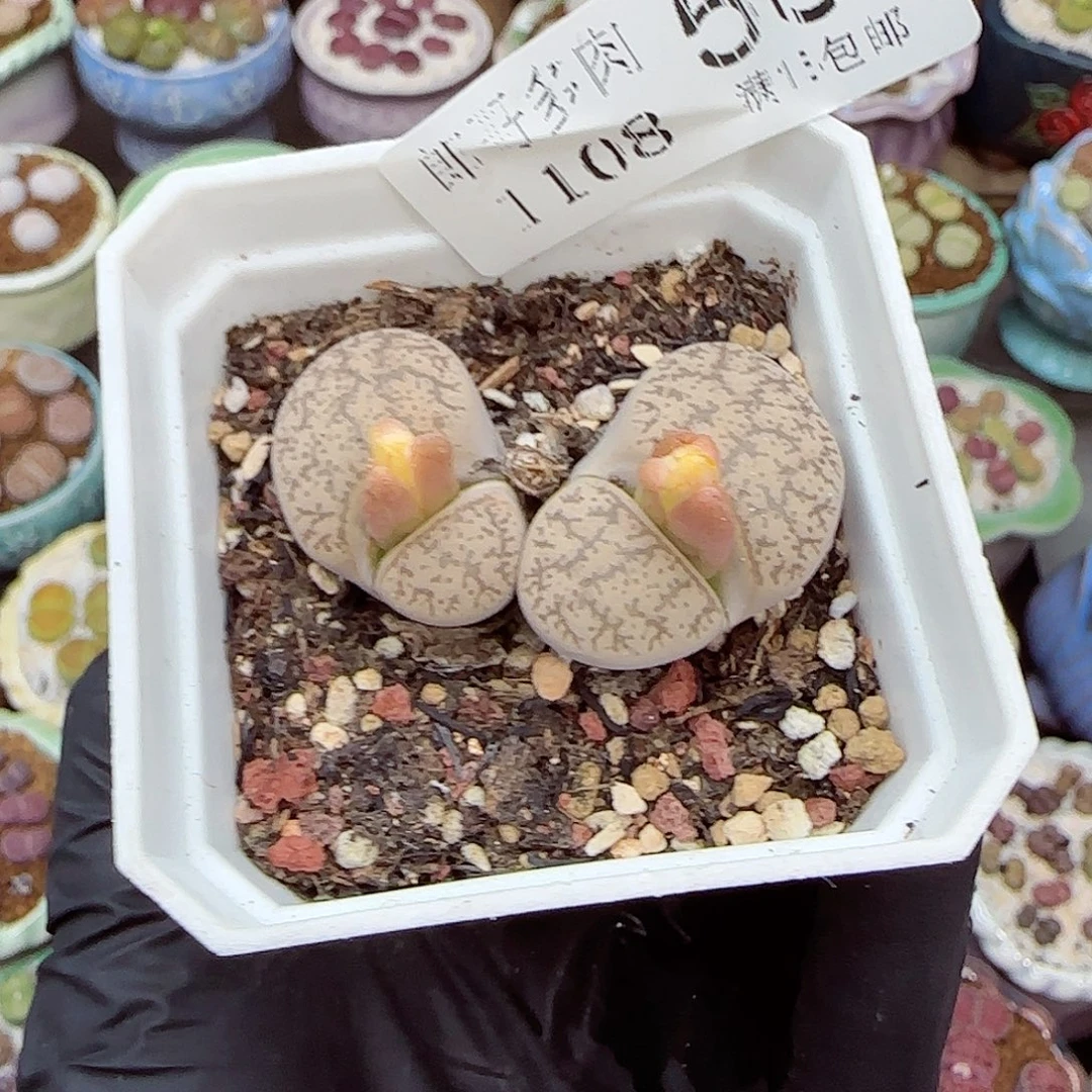 生石花满18包邮1108-58