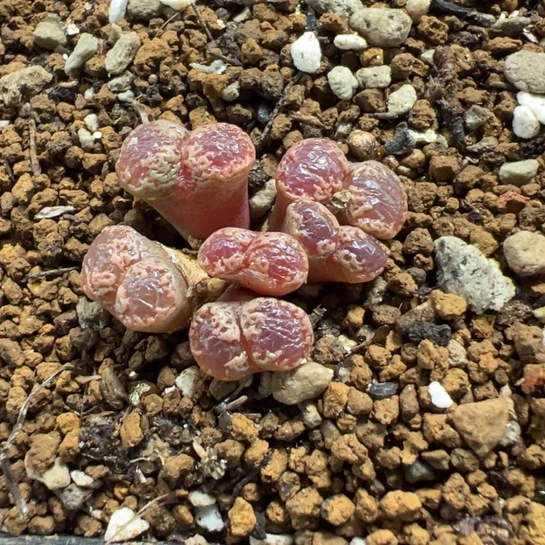 16-159肉锥多肉植物