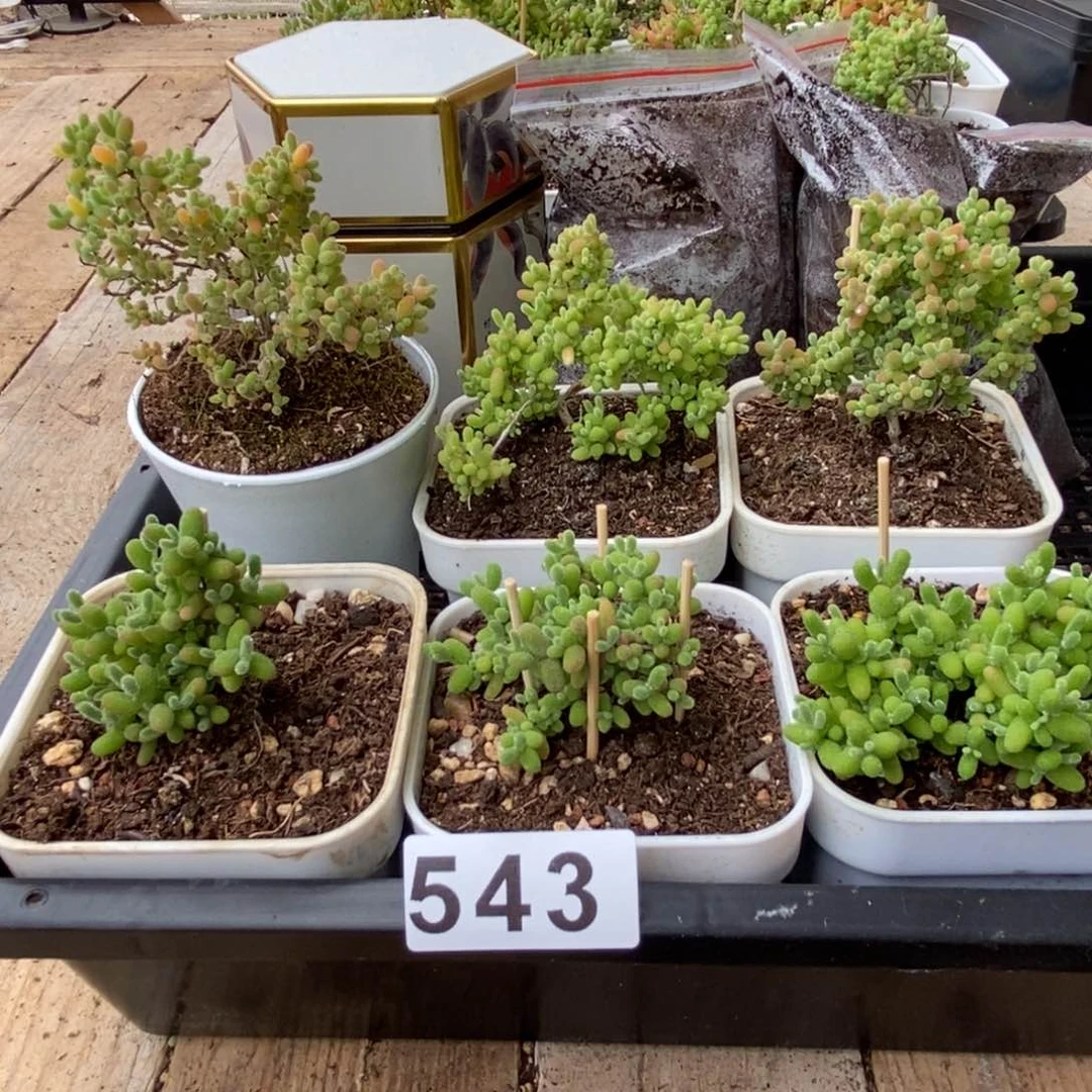 枝干番杏多肉植物543