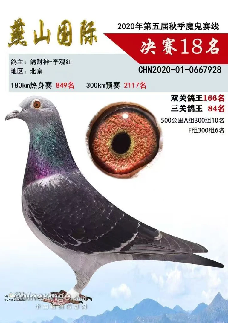 公棚获奖鸽，成绩种鸽，比利时原环