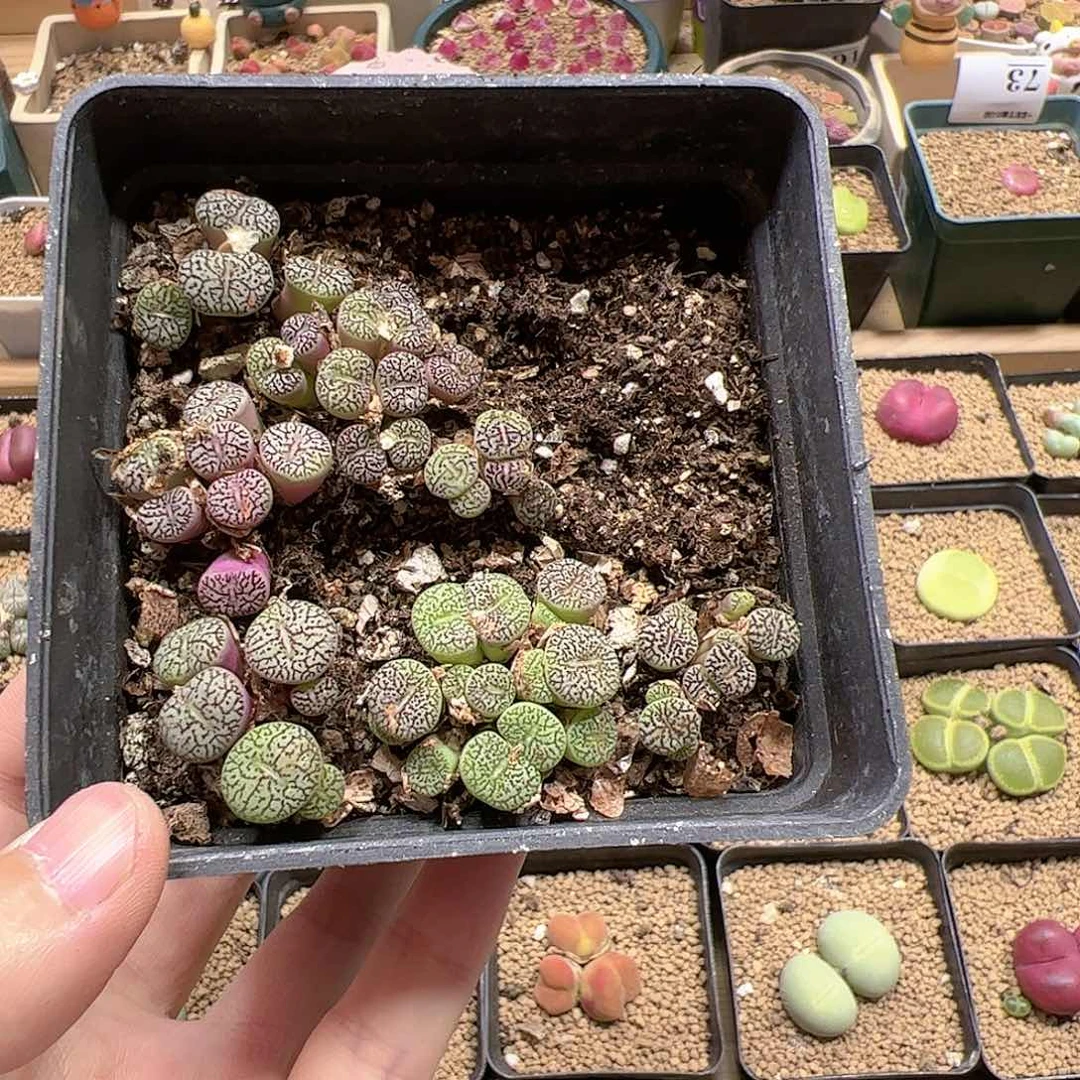 【闪购商品】77 清盒