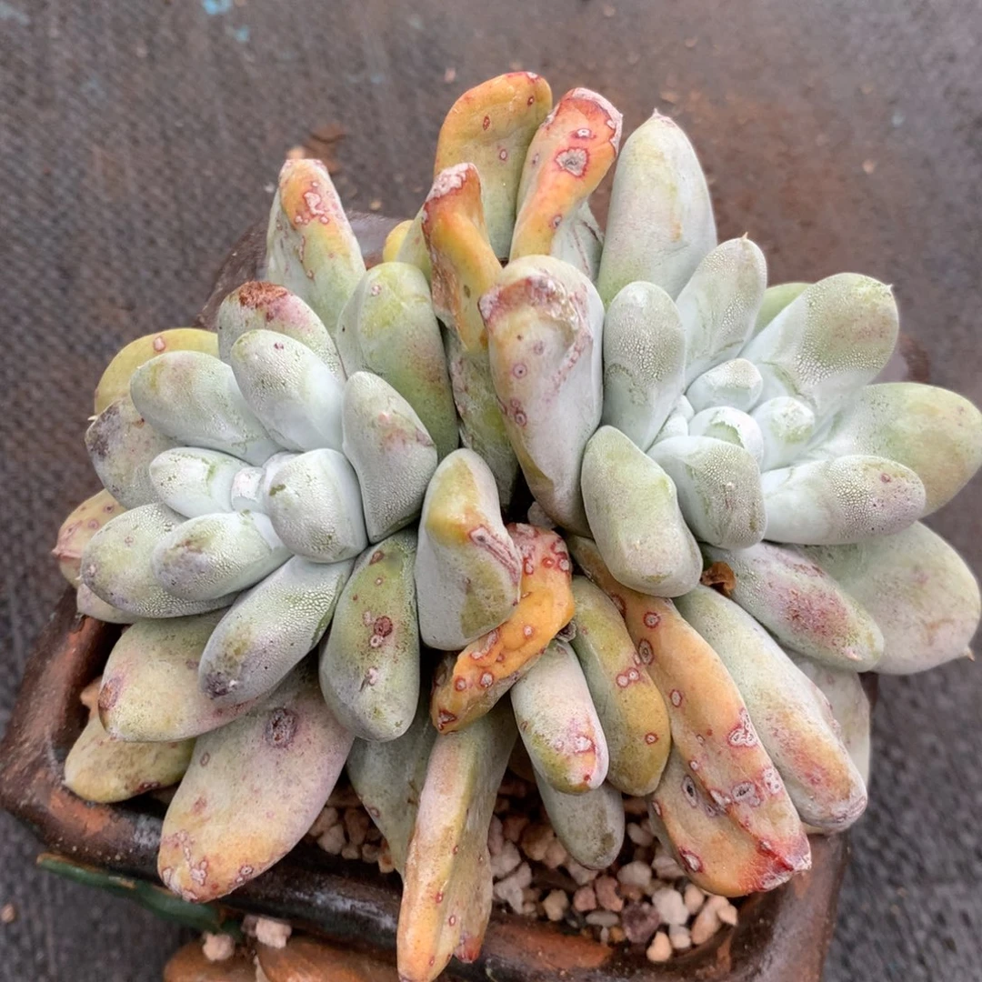 拇指，2月8日发货