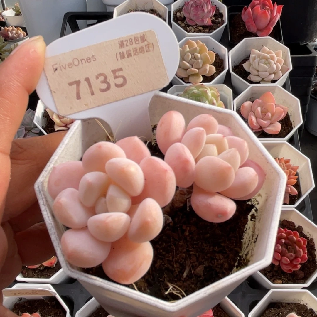 玉如意7135-6.0厘米