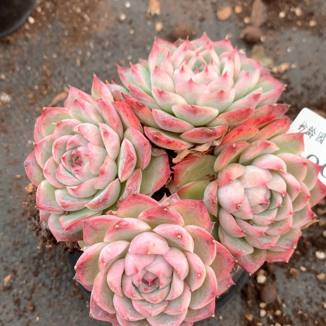 2500杂交多肉植物