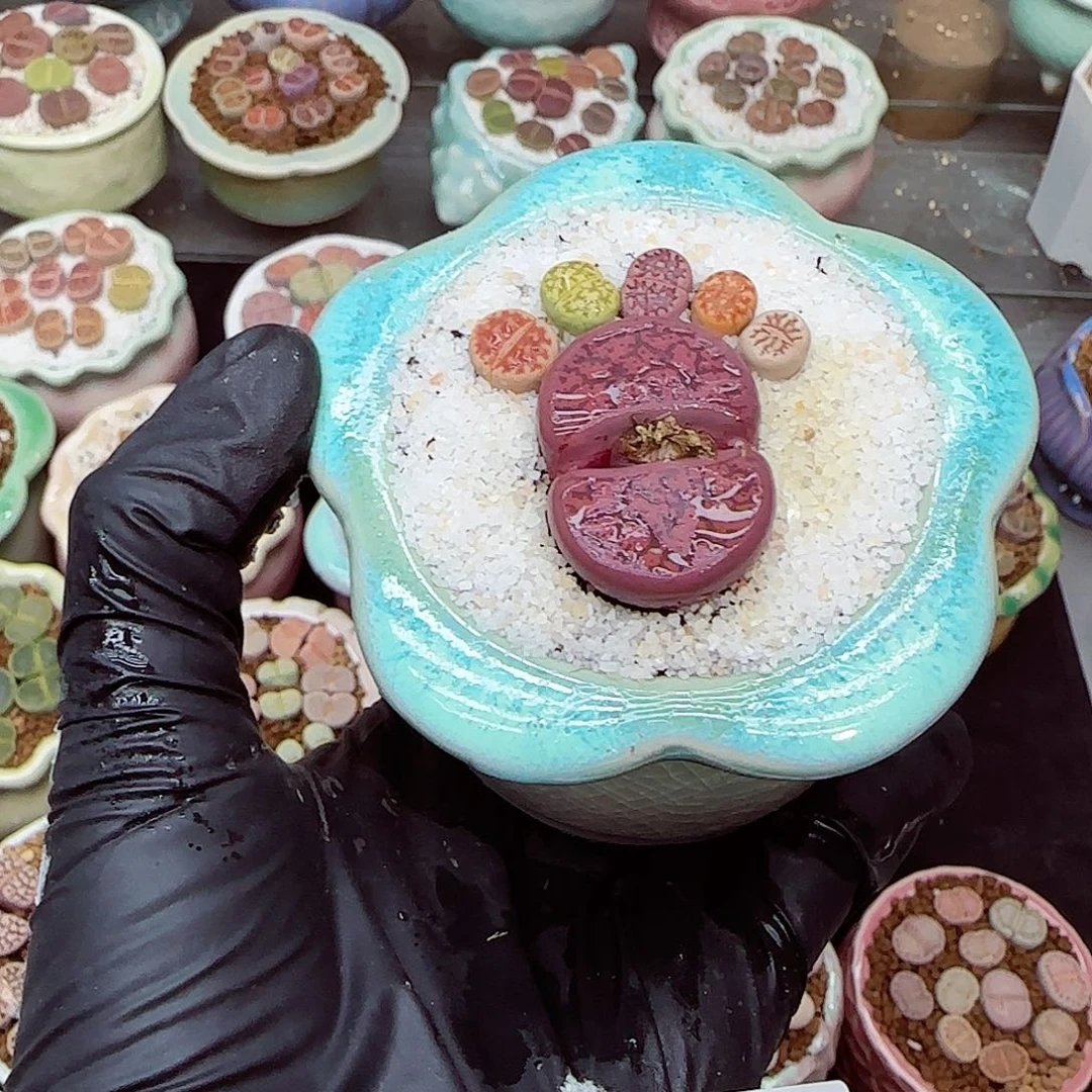 生石花满18包邮1206-182