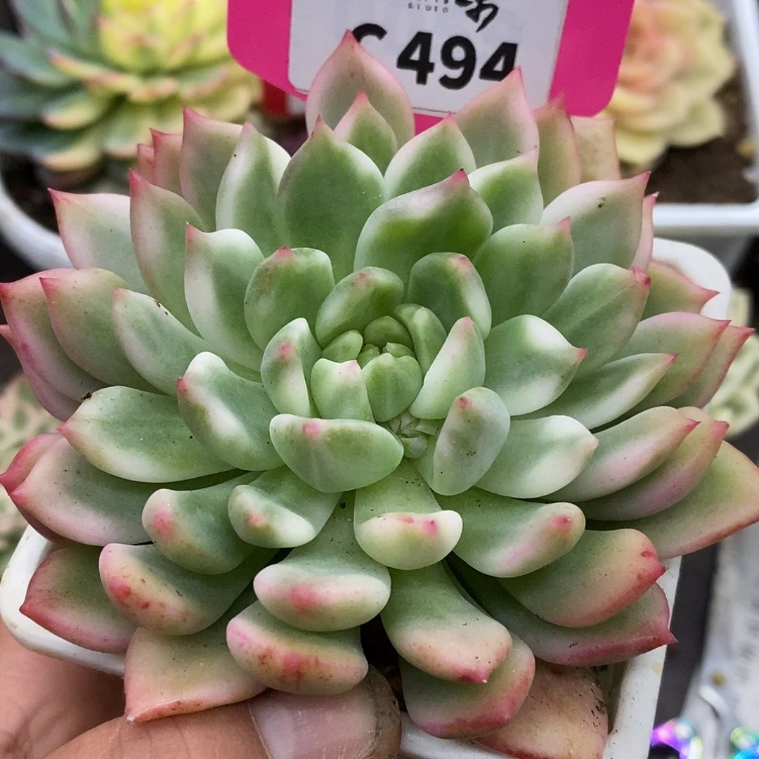 494粉红酒哈哈哈哈哈哈