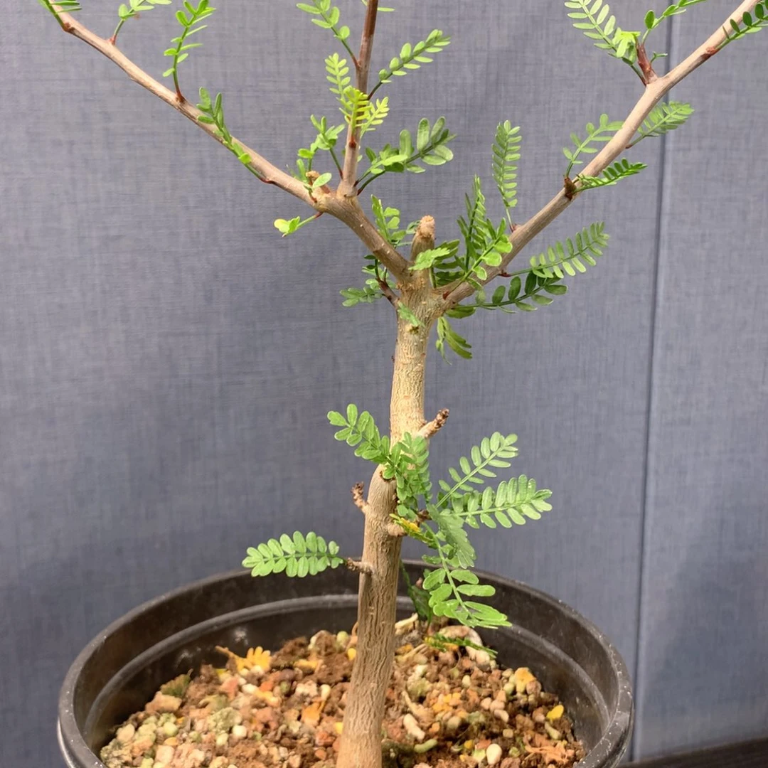 养****子羽叶裂榄带盆发货