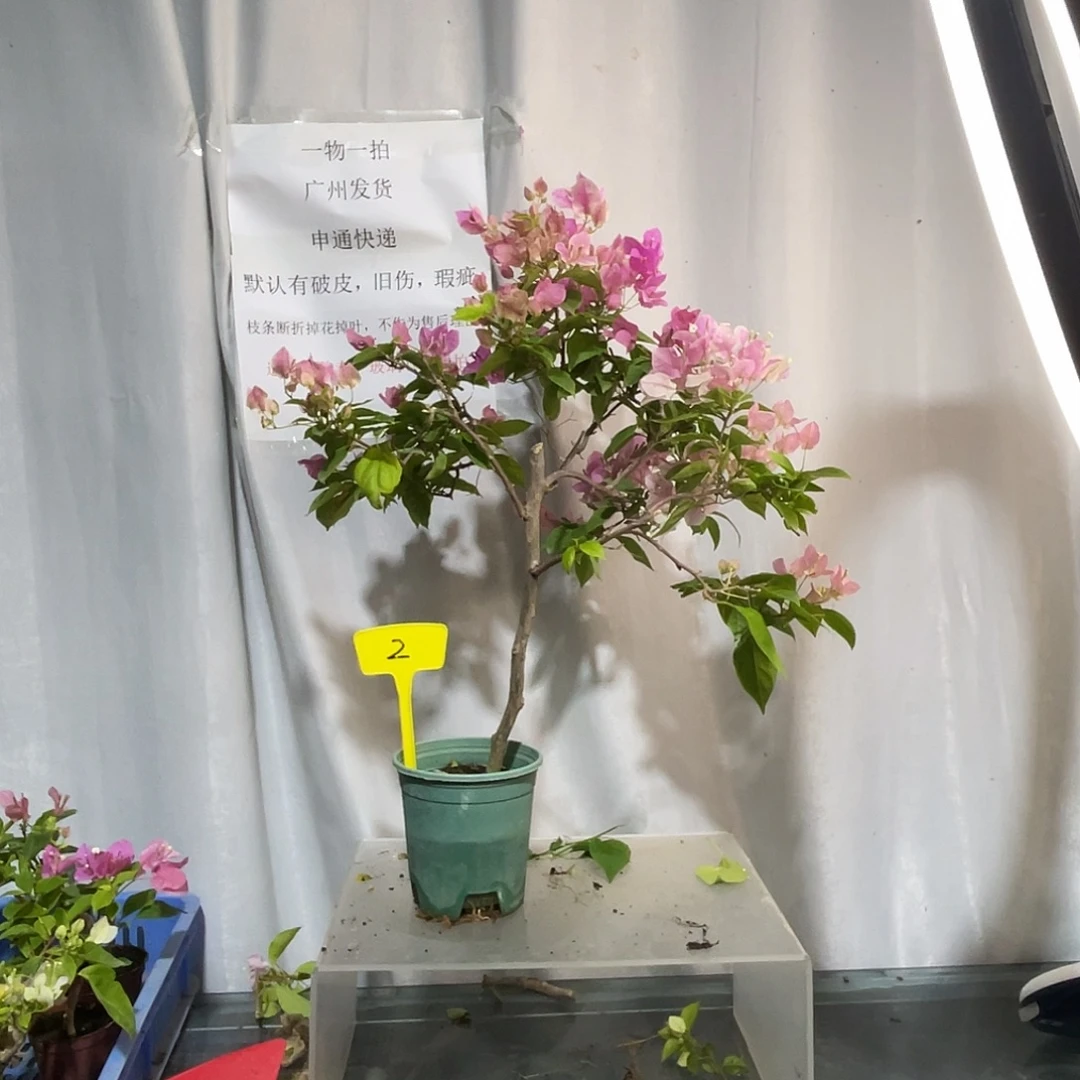 当前无花栽培后可以开花2章红樱扦插