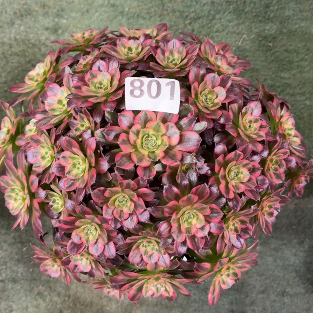 801！安娜法师多肉植物