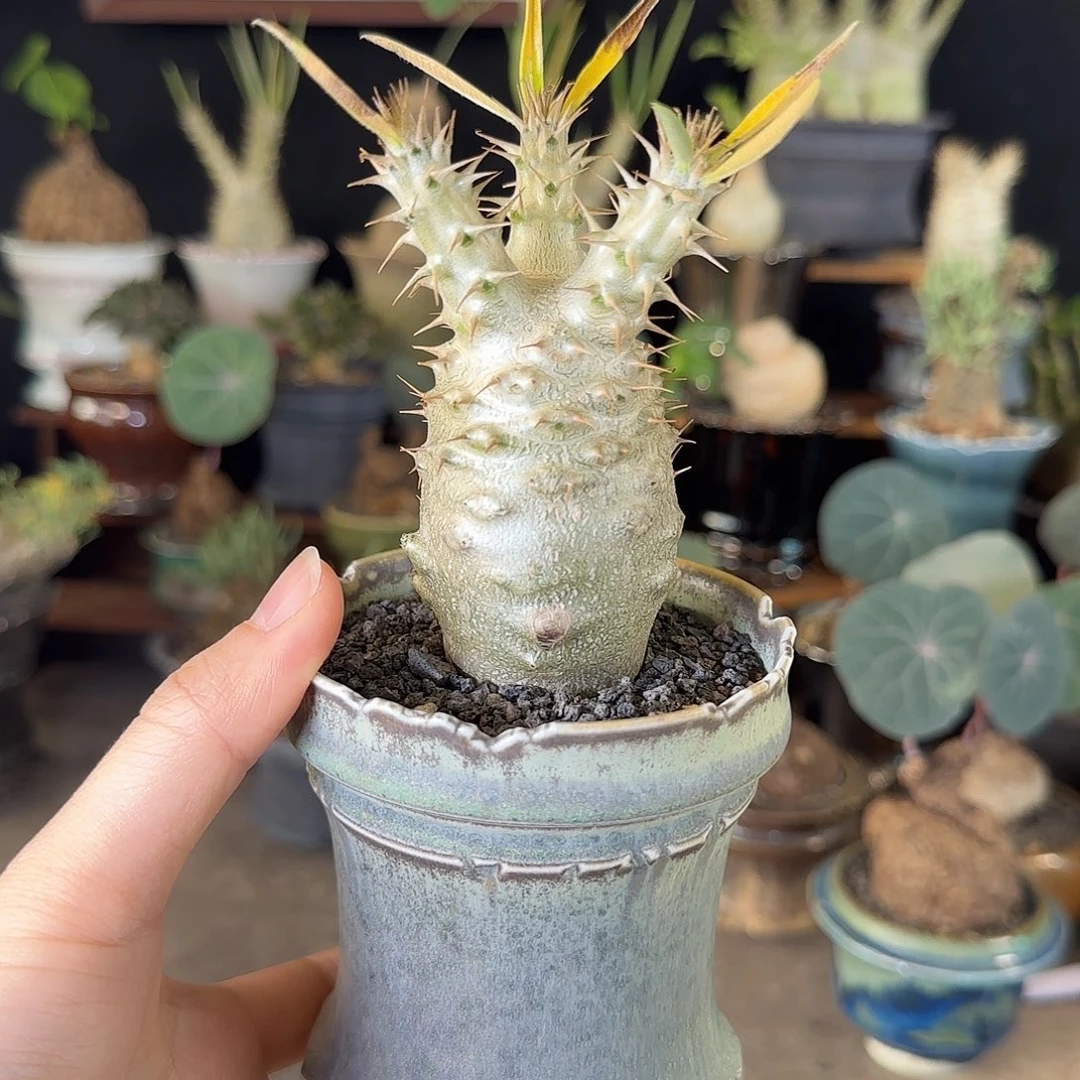 一物一拍实生象牙宫27