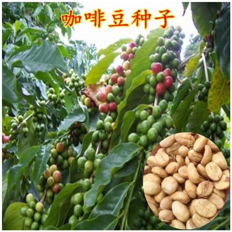 新采咖啡豆种子咖啡树种子日常饮用植物种子阳台观赏盆栽 咖啡豆