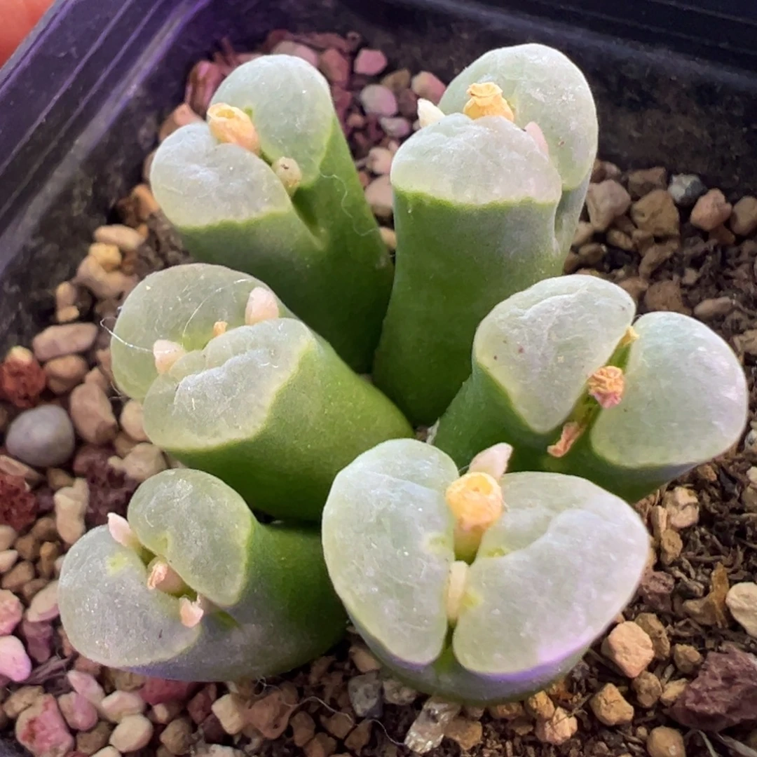 绿体白白窗风铃 肉锥植物