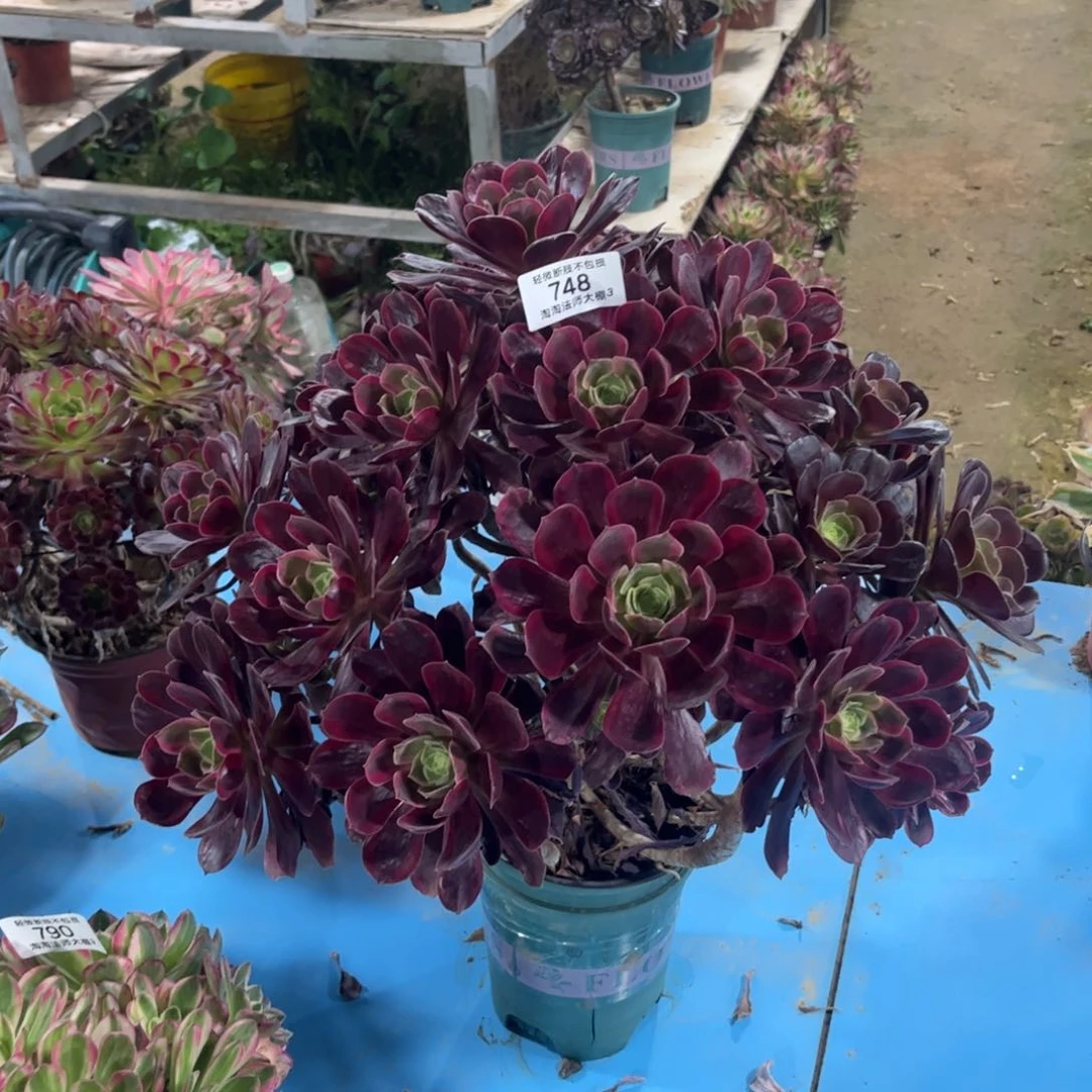 748赤霞飞多肉植物法师