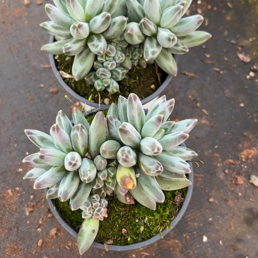 多肉植物凤羽两个