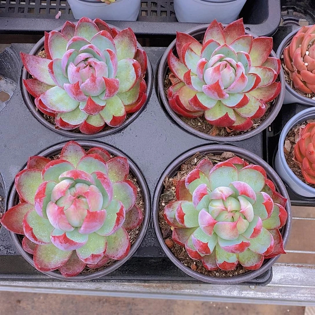 窄叶灯笼体惊鸿大单头福利一颗量拍