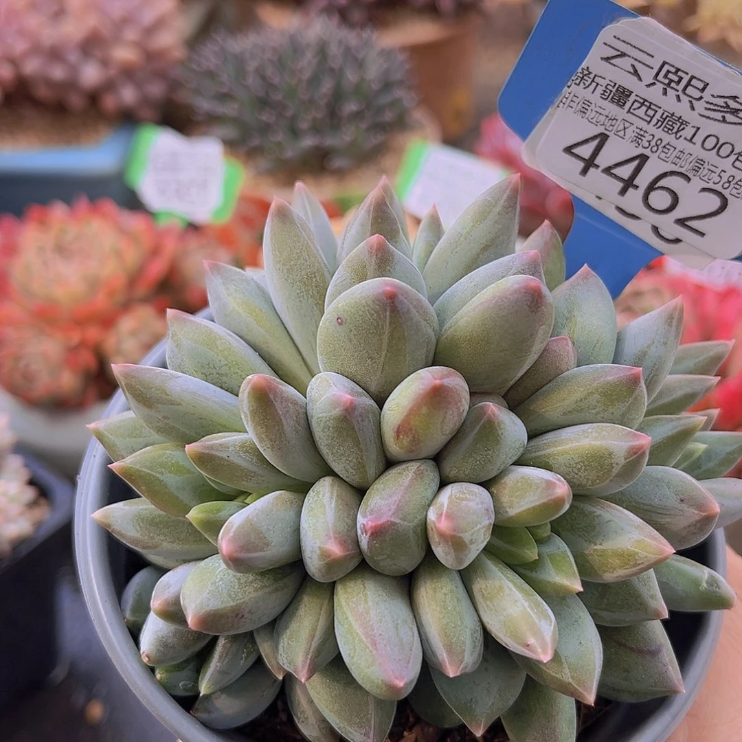 4462重楼美人多肉植物v