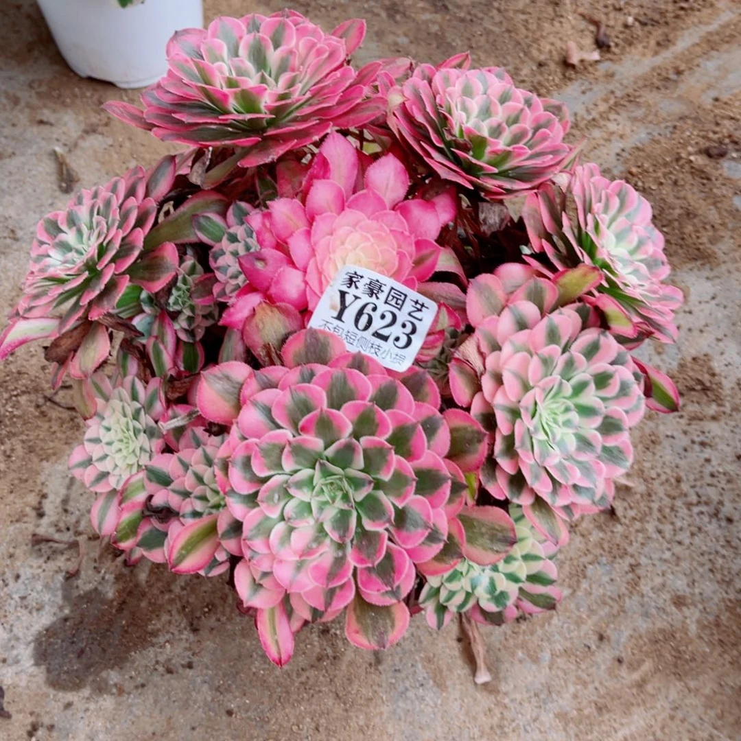 芯***芯红彤白尺寸25左右623