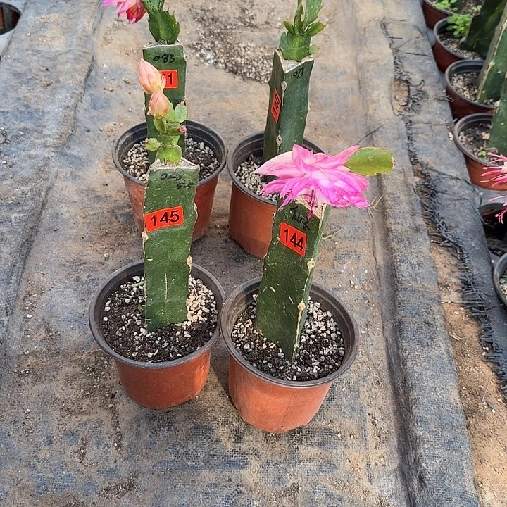 144+145嫁接蟹爪兰：028+仙子（小苗）