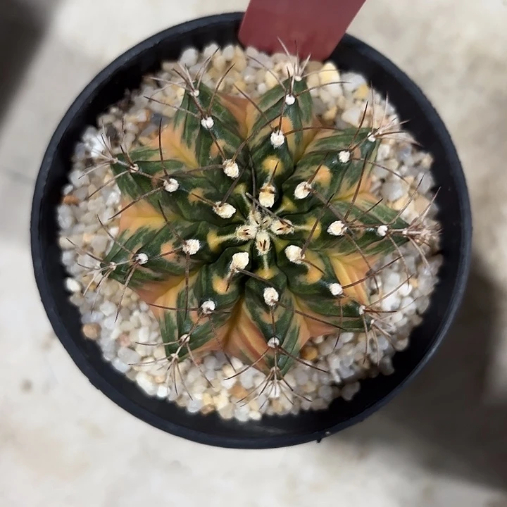 蜃****801-0731泰国发货