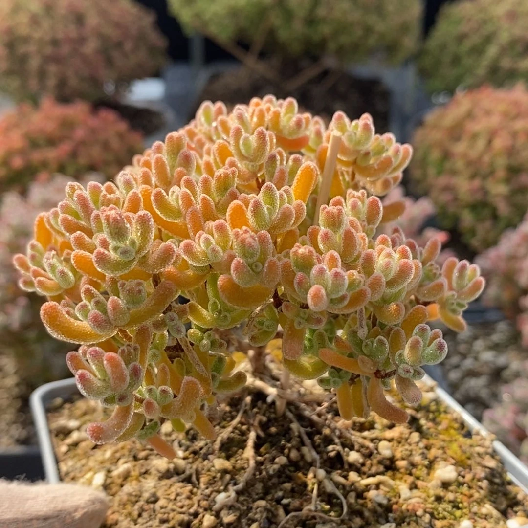 开播福利冰橙5343枝干番杏