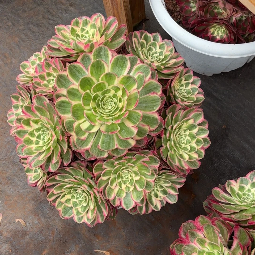 云南多肉植物孔雀翎