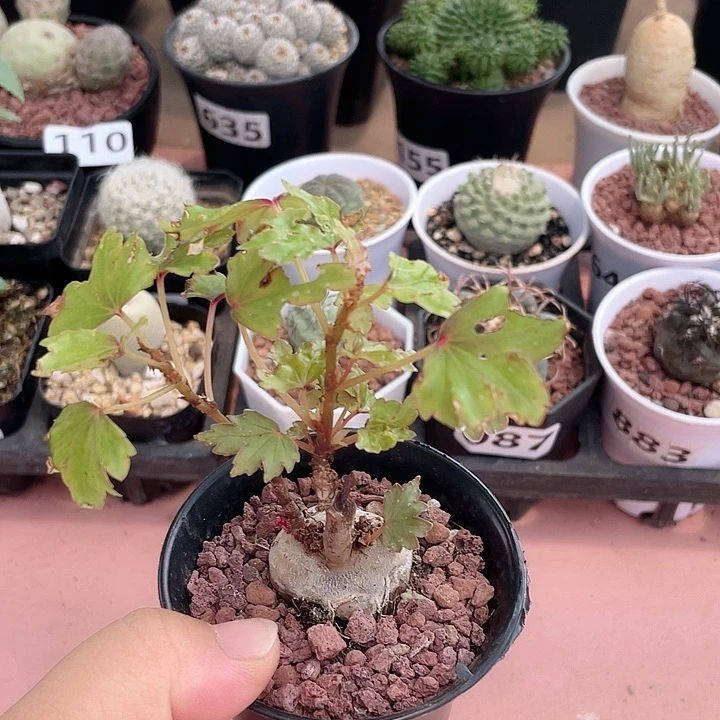 157秋海棠块根植物