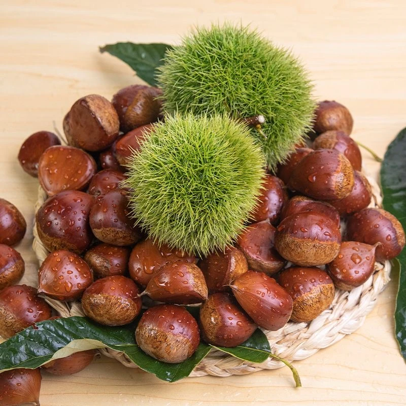 高山新鲜生板栗陕西秦岭露天自然生长板栗好剥皮饱满粉糯香甜