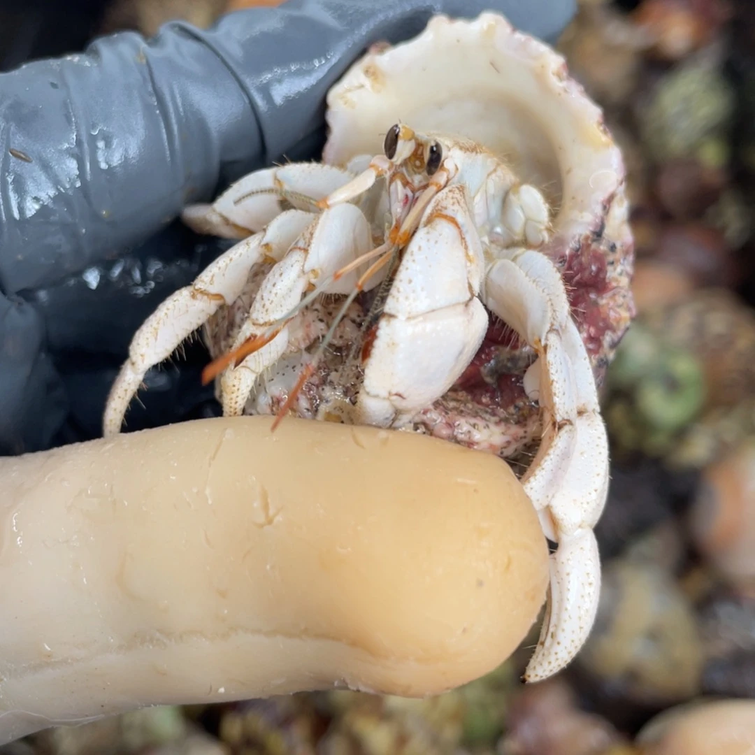 不退不换活体宠物54