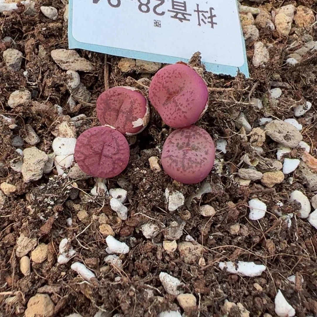 28-94肉锥多肉植物，