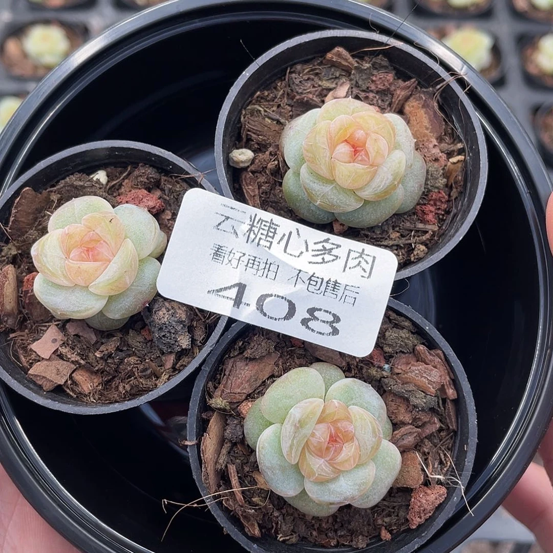 云糖心多肉植物408