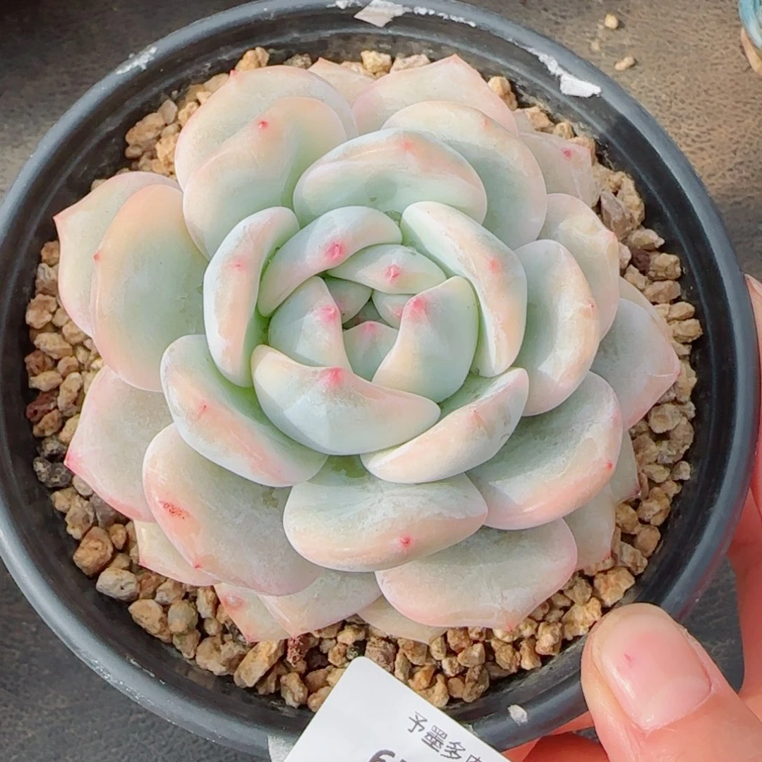 橙子锦，6726多肉植物