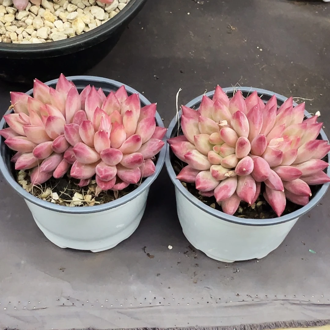 整桩无砍双头白体虞美人一颗