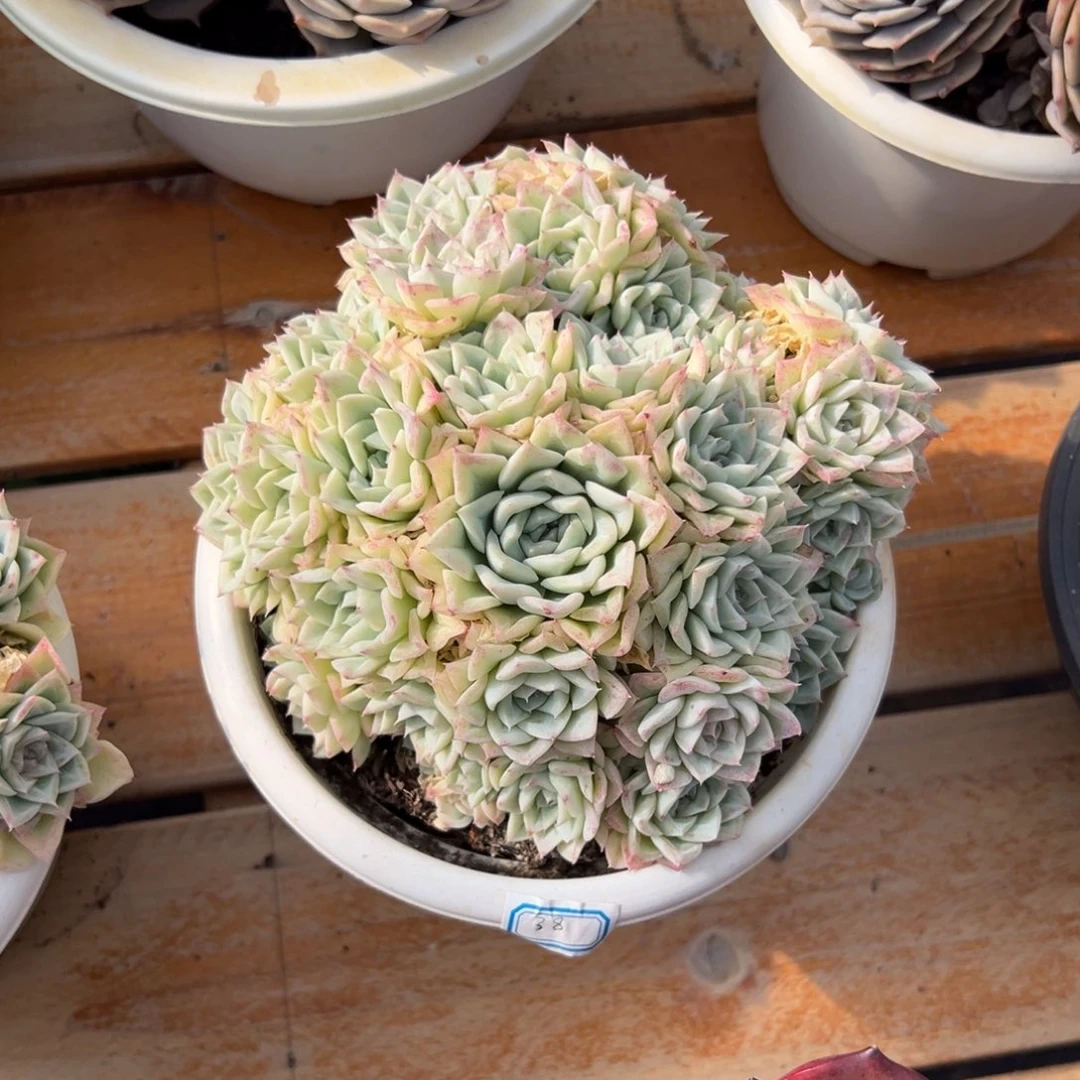 多肉白天鹅【非偏远地区满18包邮】