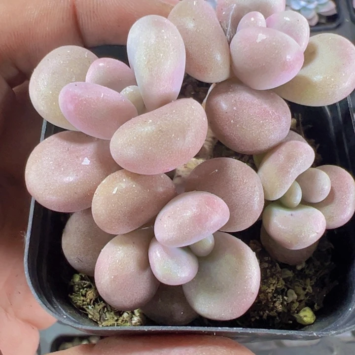 桃蛋精品多肉植物