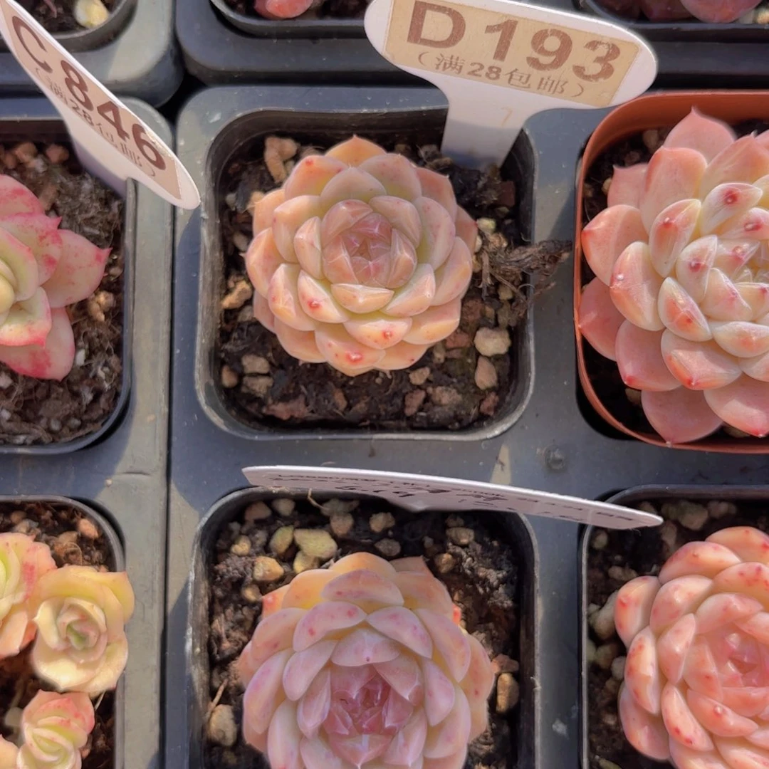 用***6D183原梦一物一拍