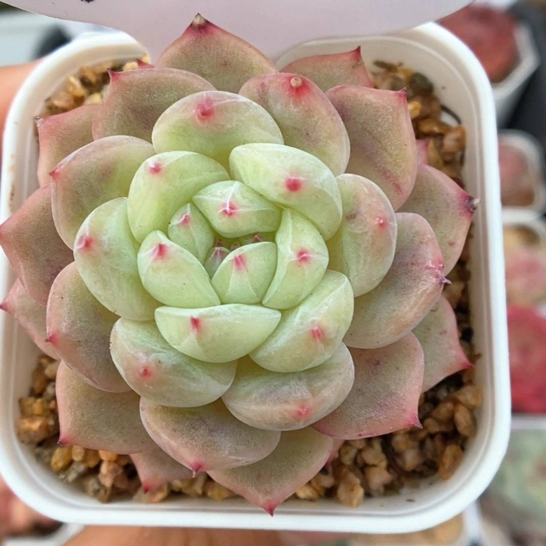 寒绯可拍940号。