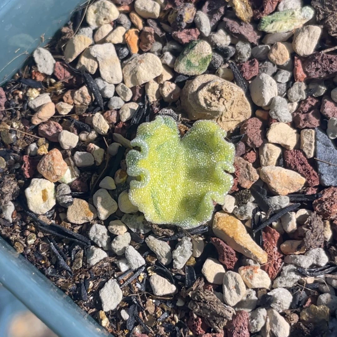 孤品冰晶海带锦植物一物一拍