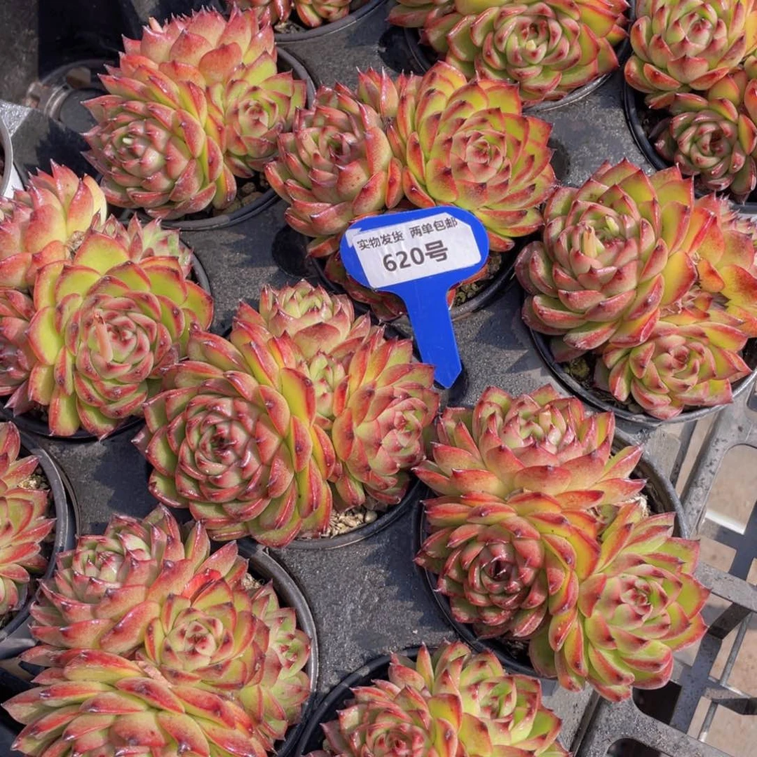 620号月亮石大群生不包整一个