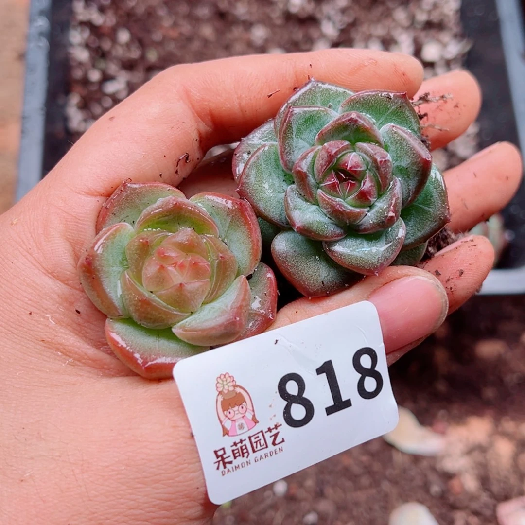 多肉植物多肉植物