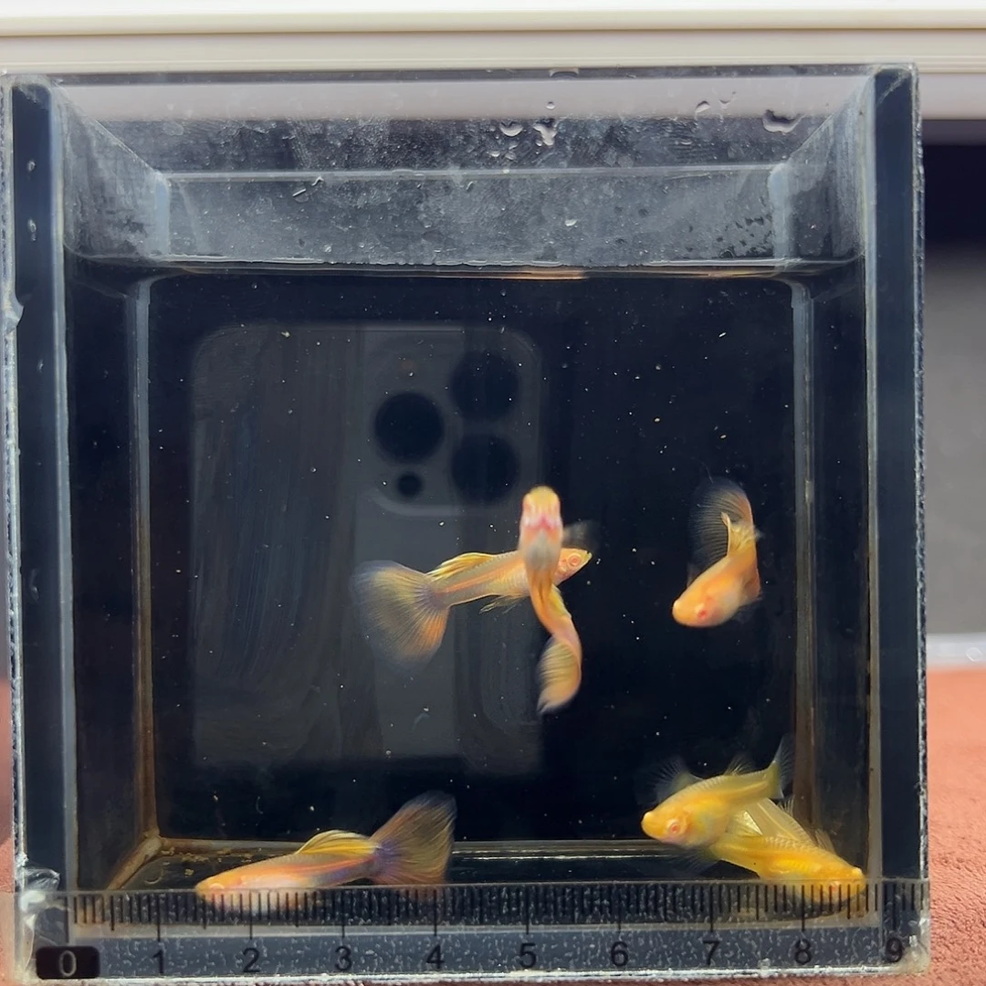 孔雀鱼金粉孔雀鱼四对