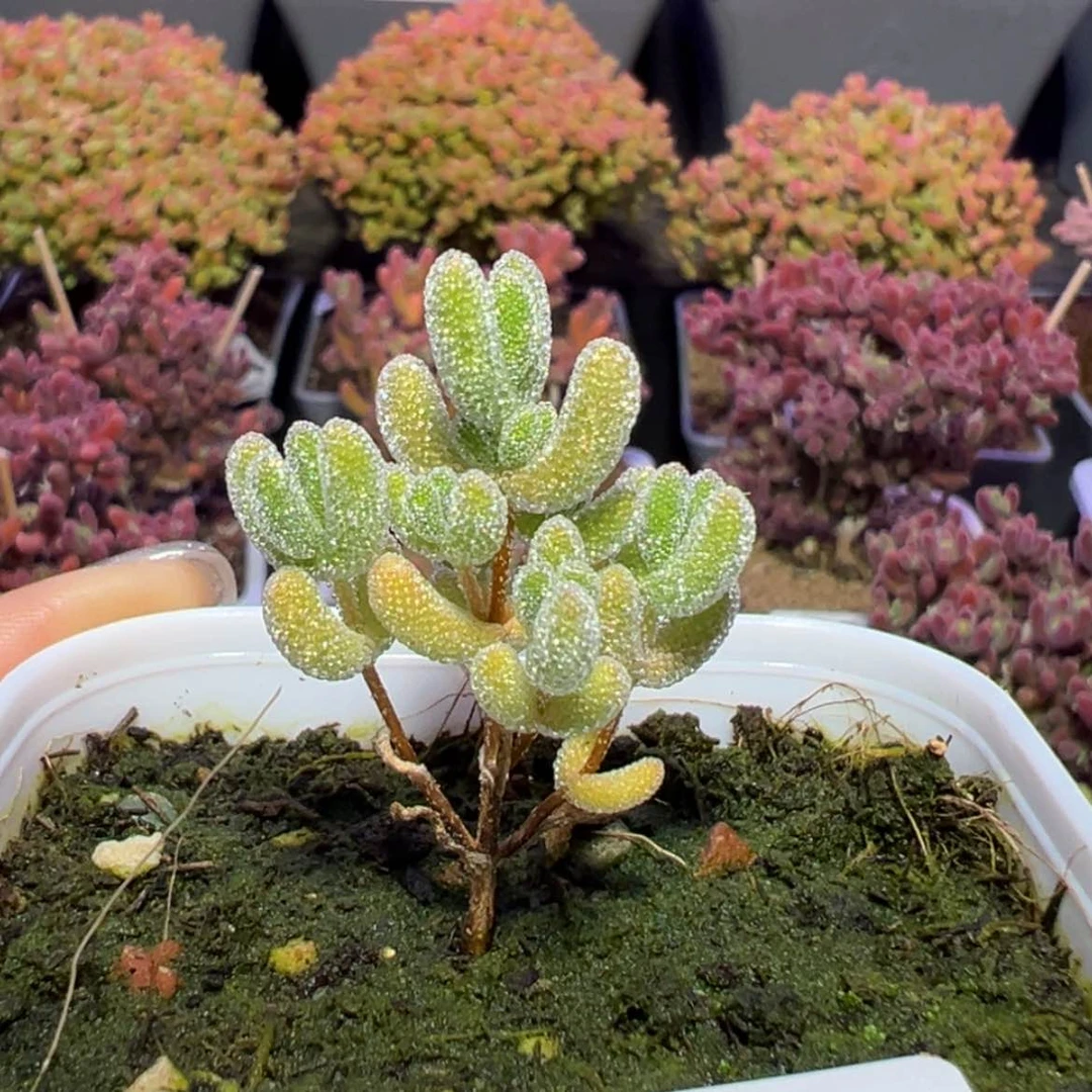 【闪购商品】咩****)e864实生冰晶杂