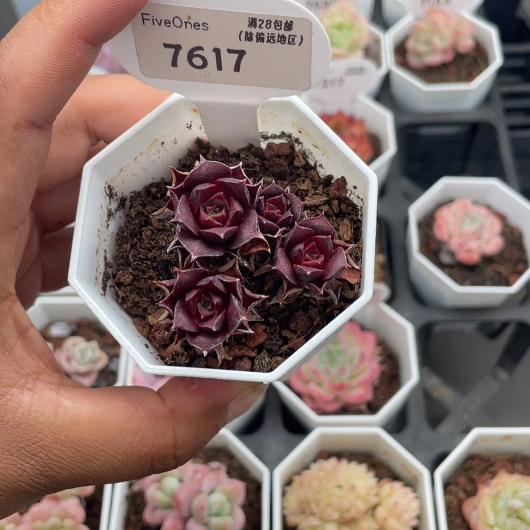 7617罗西玛4.5厘米