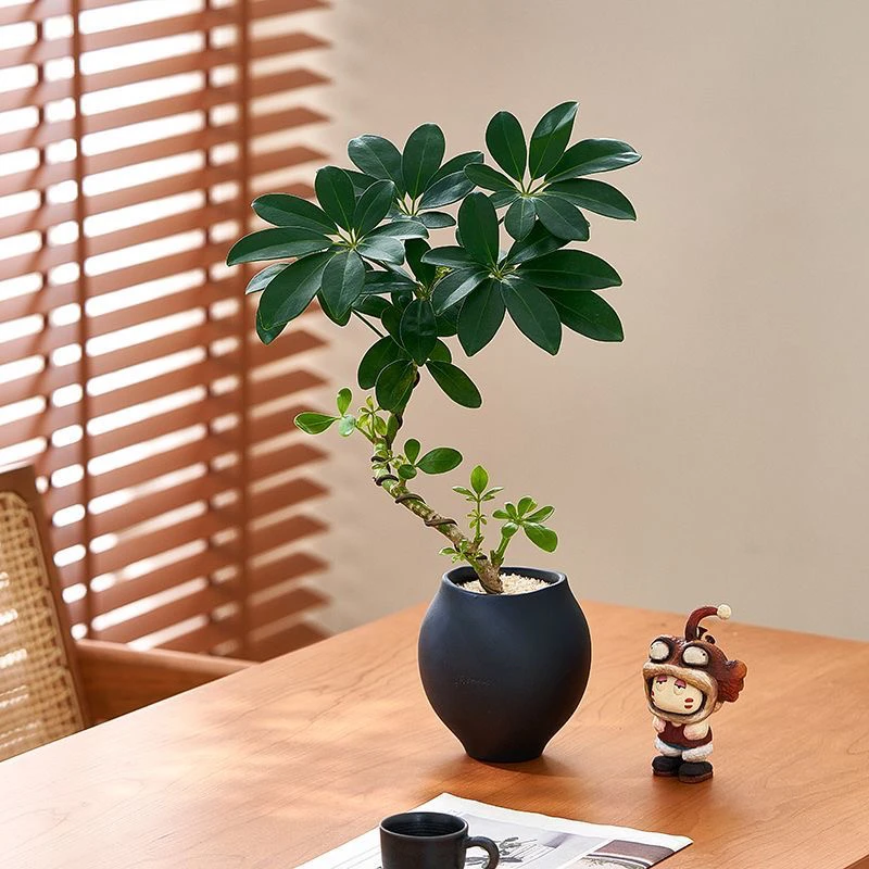 招财鸭脚八方来财七叶室内桌面绿植花卉客厅盆栽四季植物四季常青