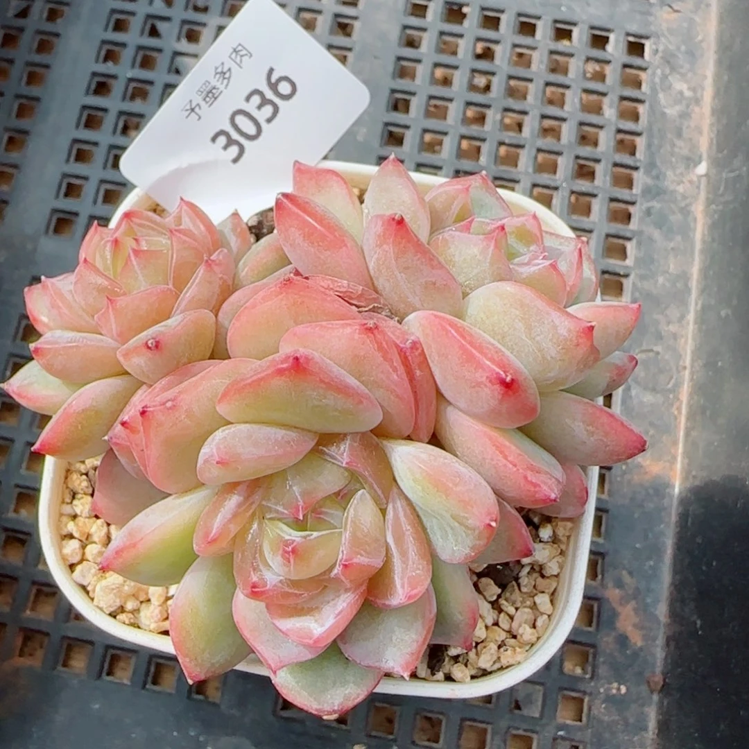 海洋之星群，3036多肉植物