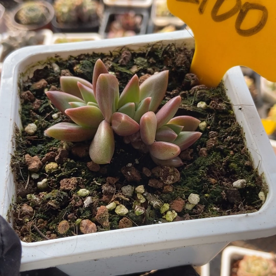 2100迷雾泡泡多肉植物保护