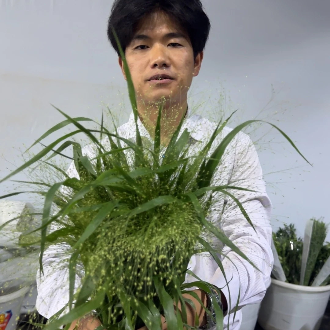 喷泉草3扎包邮价秒杀