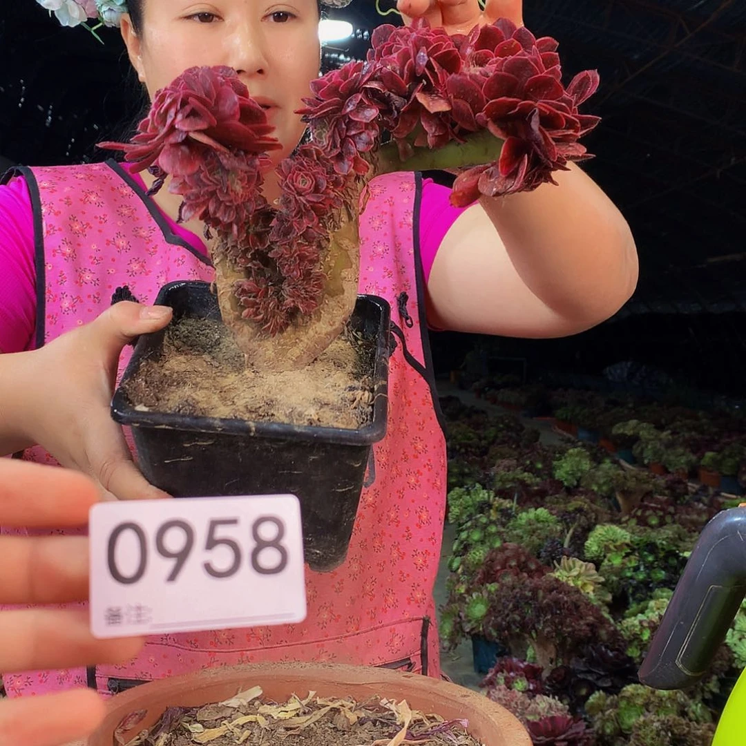 无花朵柒哥多肉法师不包侧断枝958