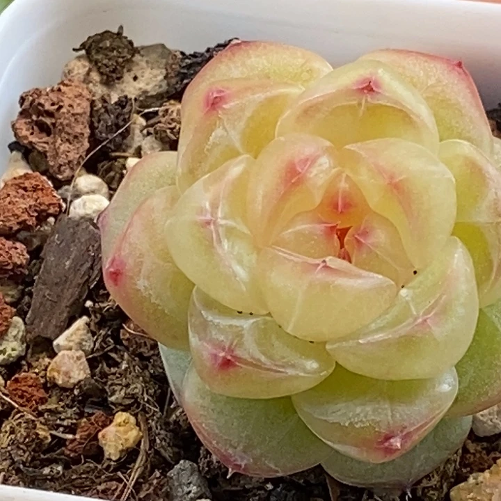 天官赐福百无禁忌