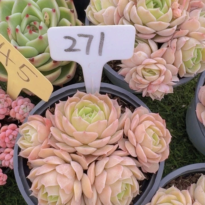 健健康康平平安安